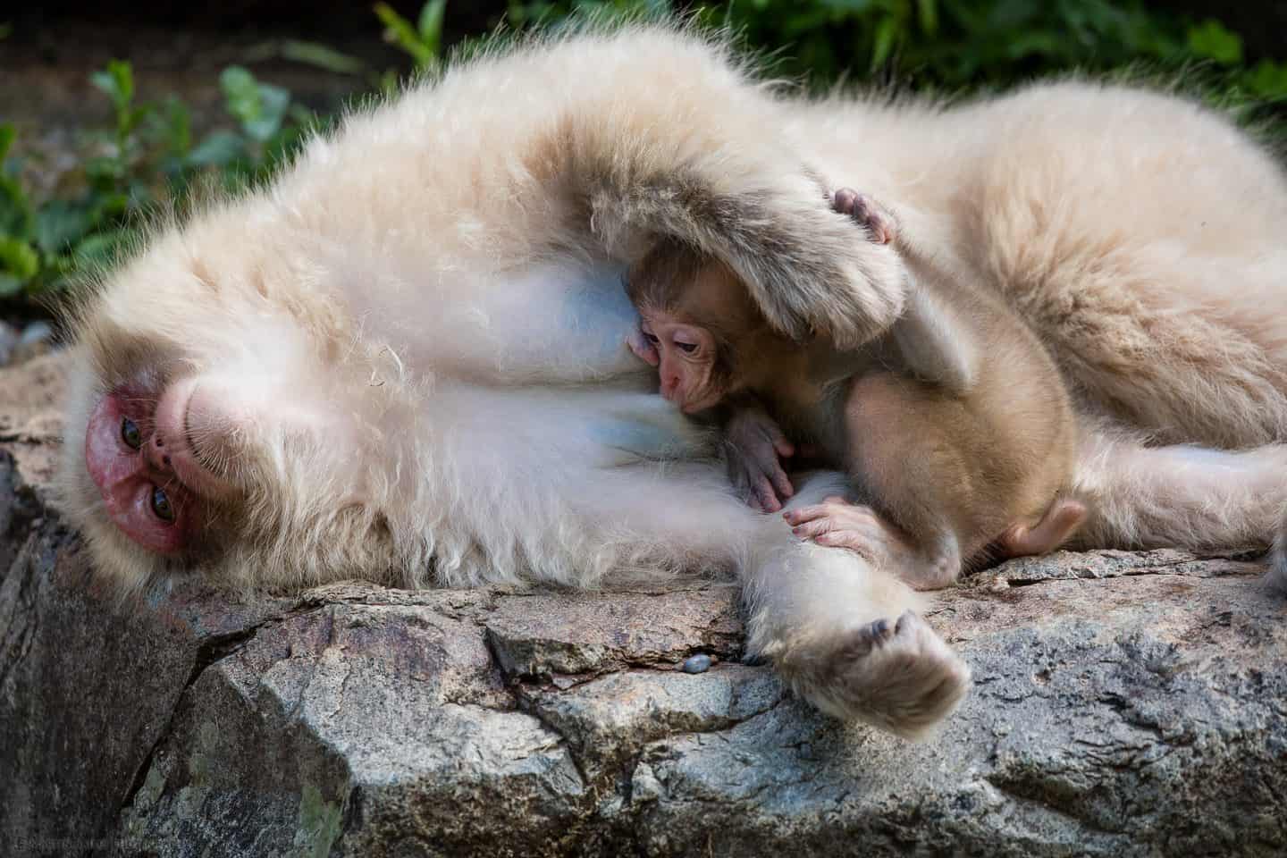 Baby Snow Monkey Feeding as Mother Lays Down