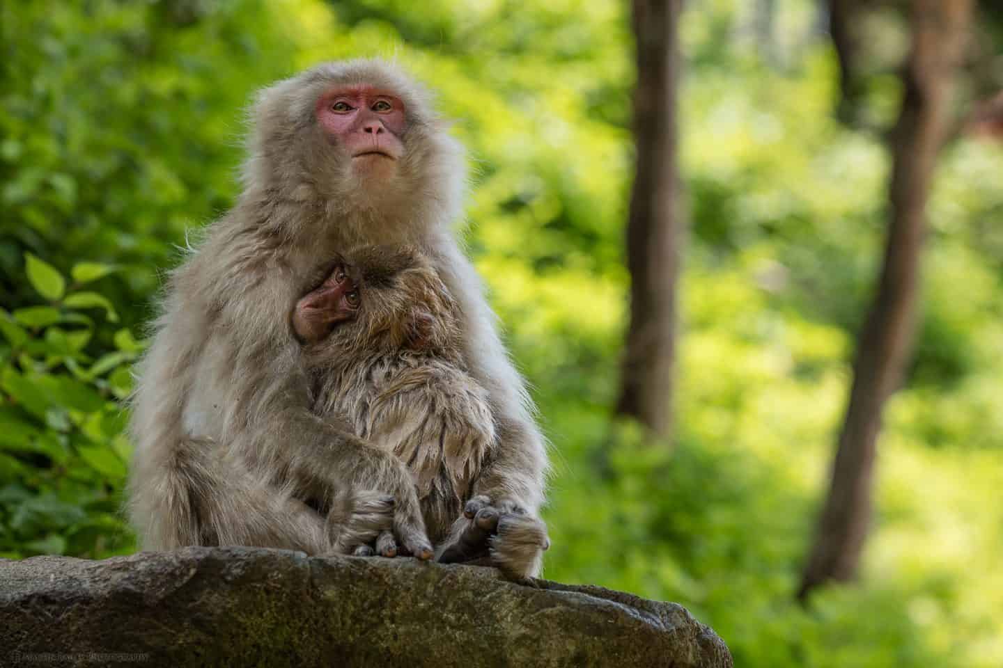 Young Snow Monkey with Mother