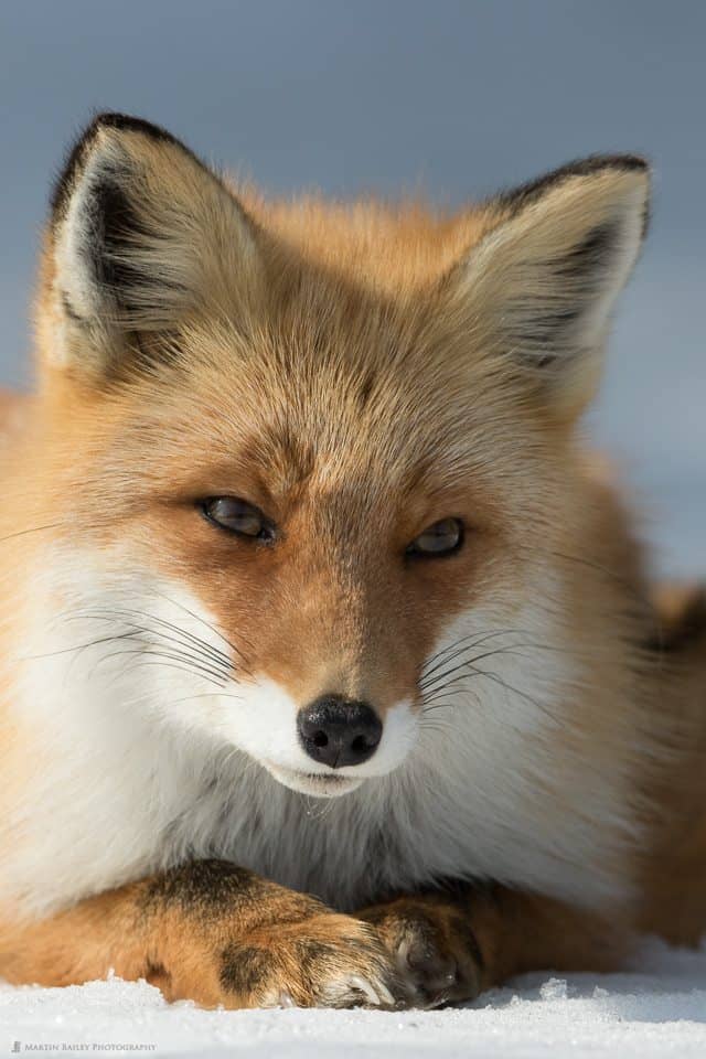 Northern Red Fox