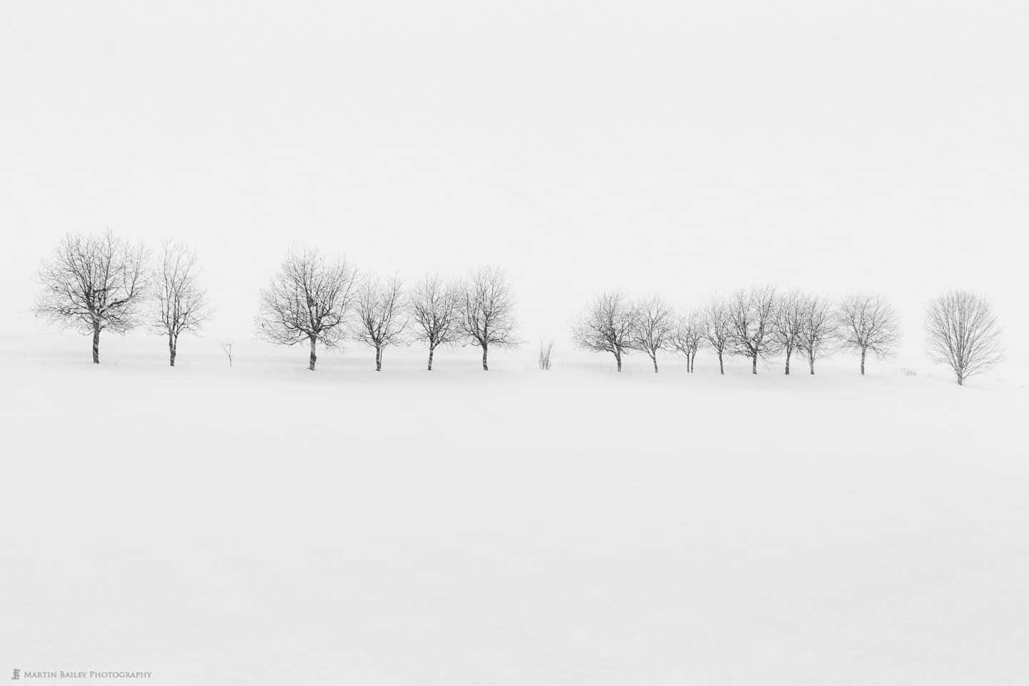 Takushinkan Trees in Snow