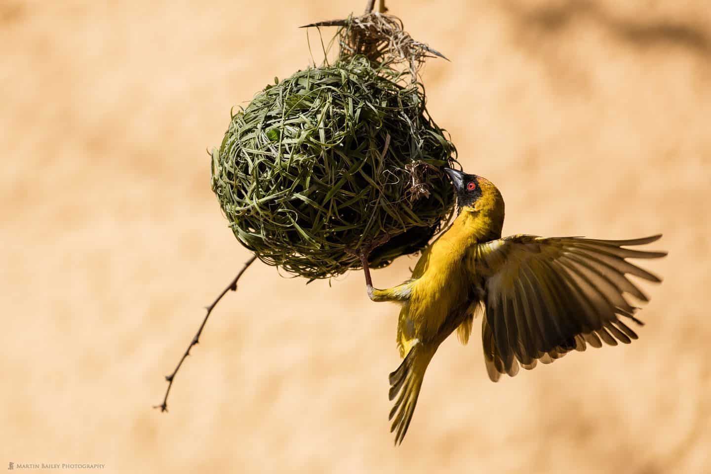 Weaver Bird at Nest