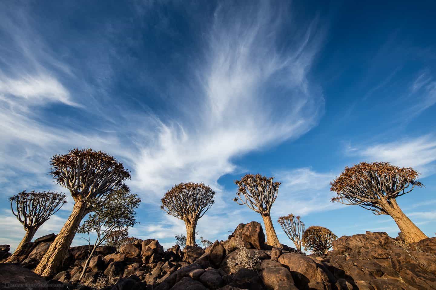 Quiver Trees with Big Sky