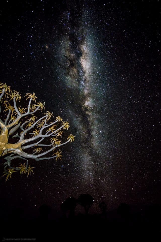 Quiver Tree Milky Way