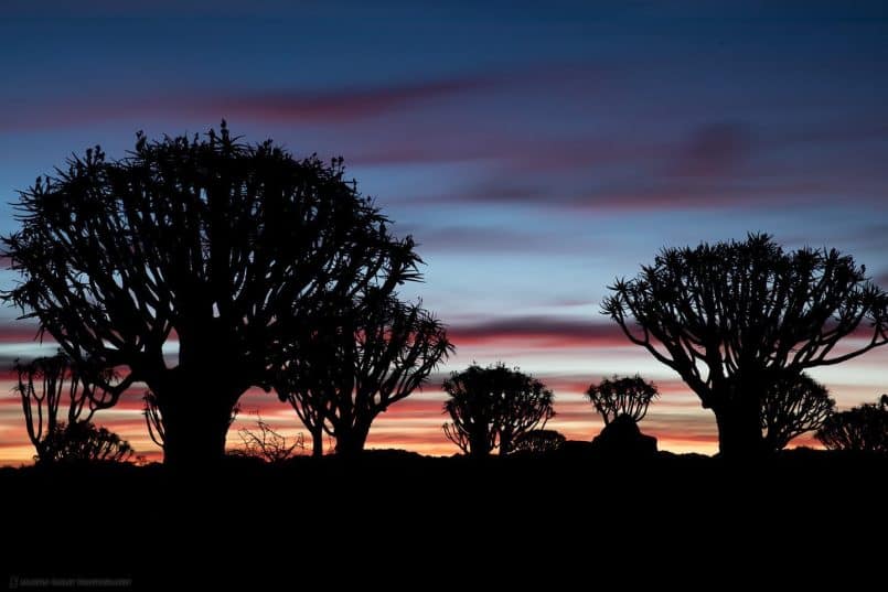 Dusk at Quiver Tree Forest