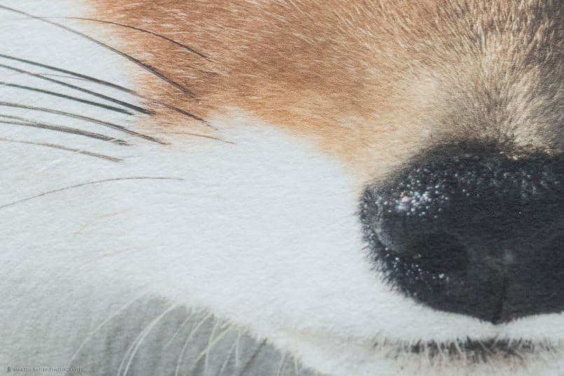 50% Crop from the Photo of Fox Print