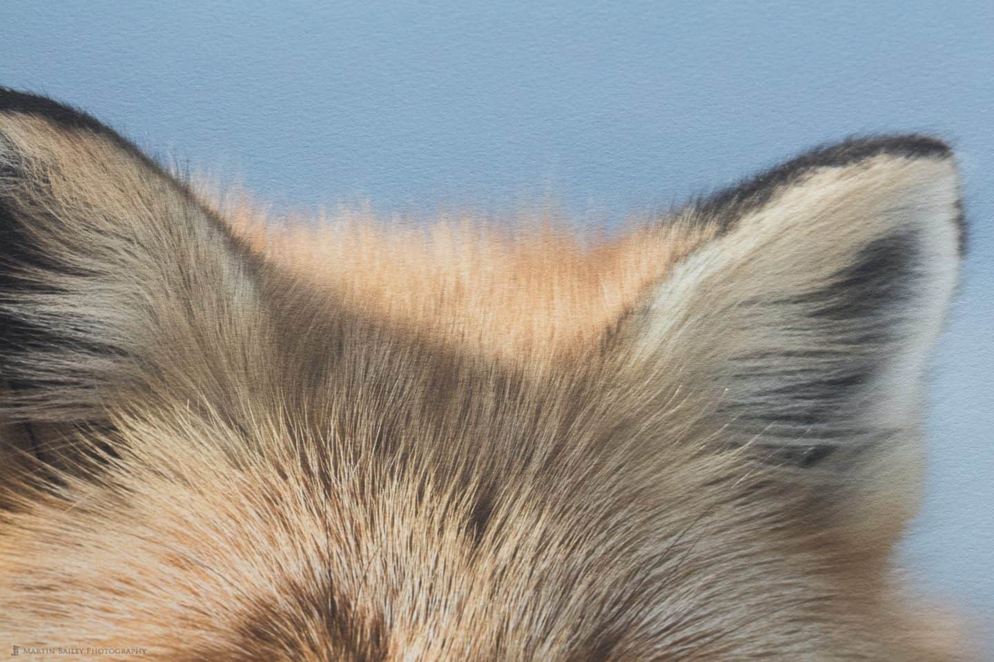 Photo of Fox Print Blue Background