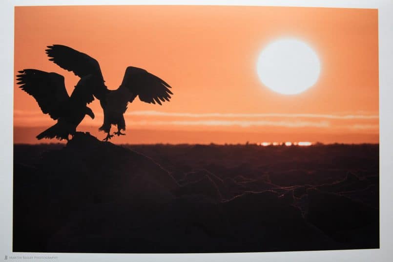 Photo of Eagles Image on Bagasse Smooth