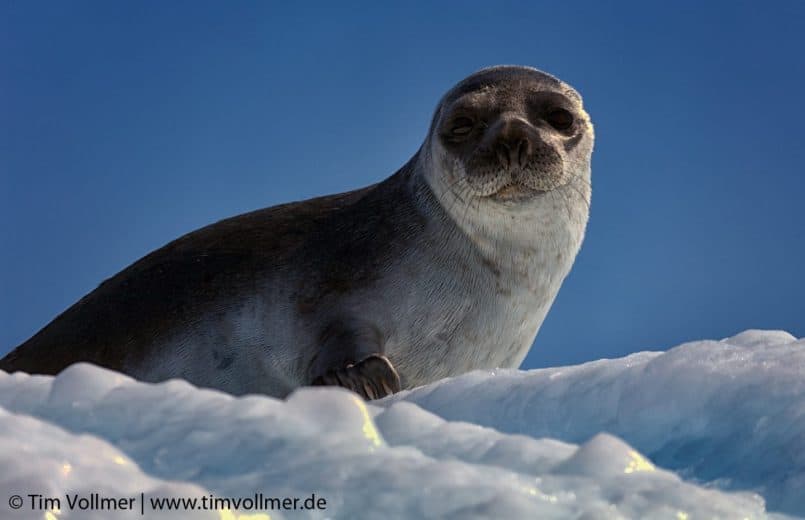 Seal on Ice