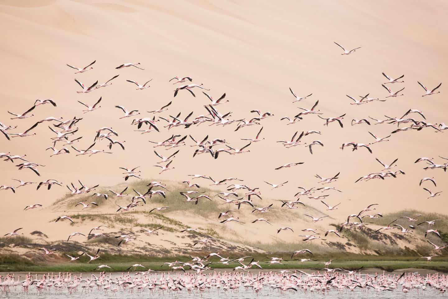 Flamingoes Take Flight