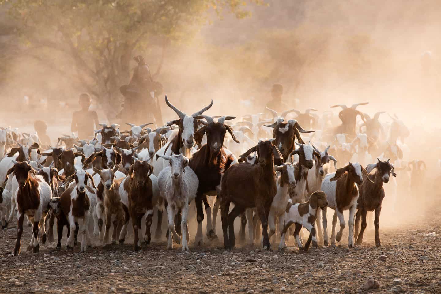 Himba Goat Herding