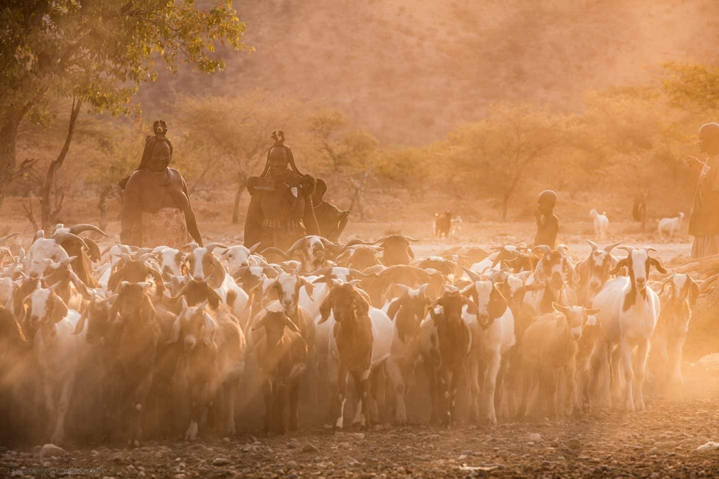 Goat Herd in Sun's Rays