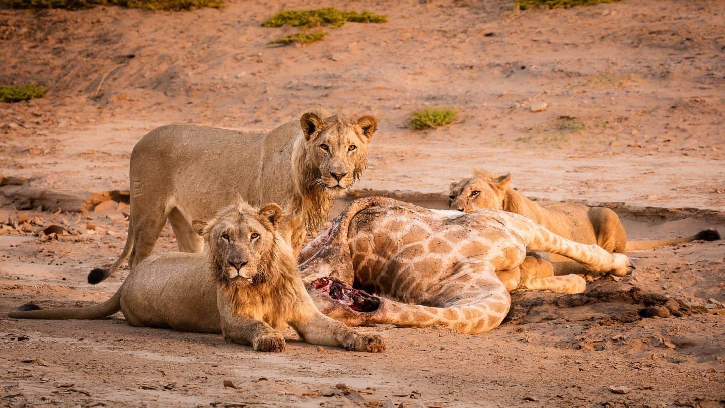 Pride of Desert Lions with Kill