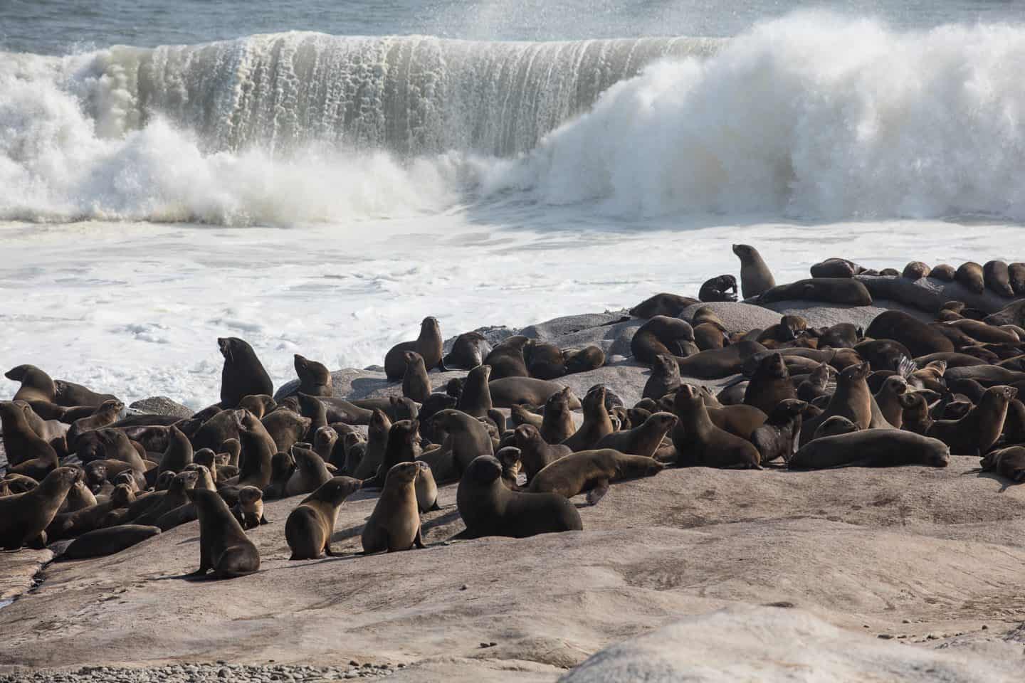 Cape Fur Seals at Mowe Bay