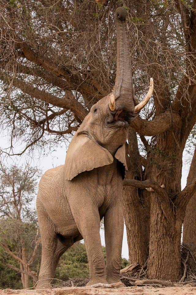 Desert Elephant Tugging on Tree