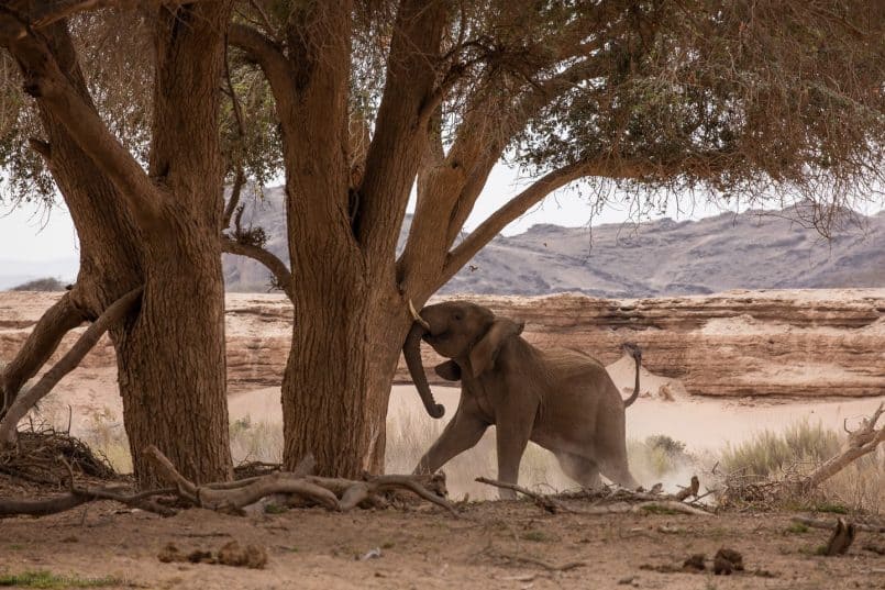 Desert Elephant Shaking an Ana Tree