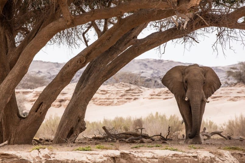 Desert Elephant Poses Under Ana Tree