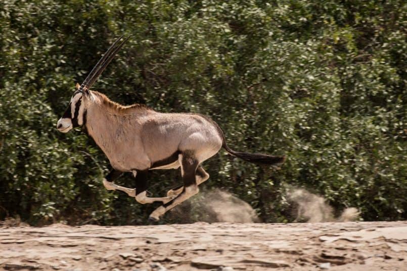 Oryx at Full Pelt