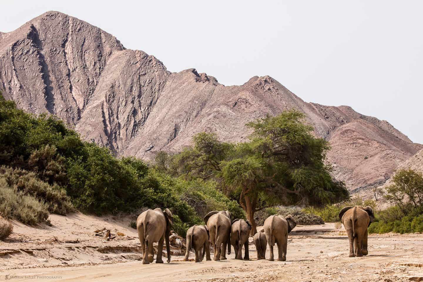 Herd of Desert Elephants