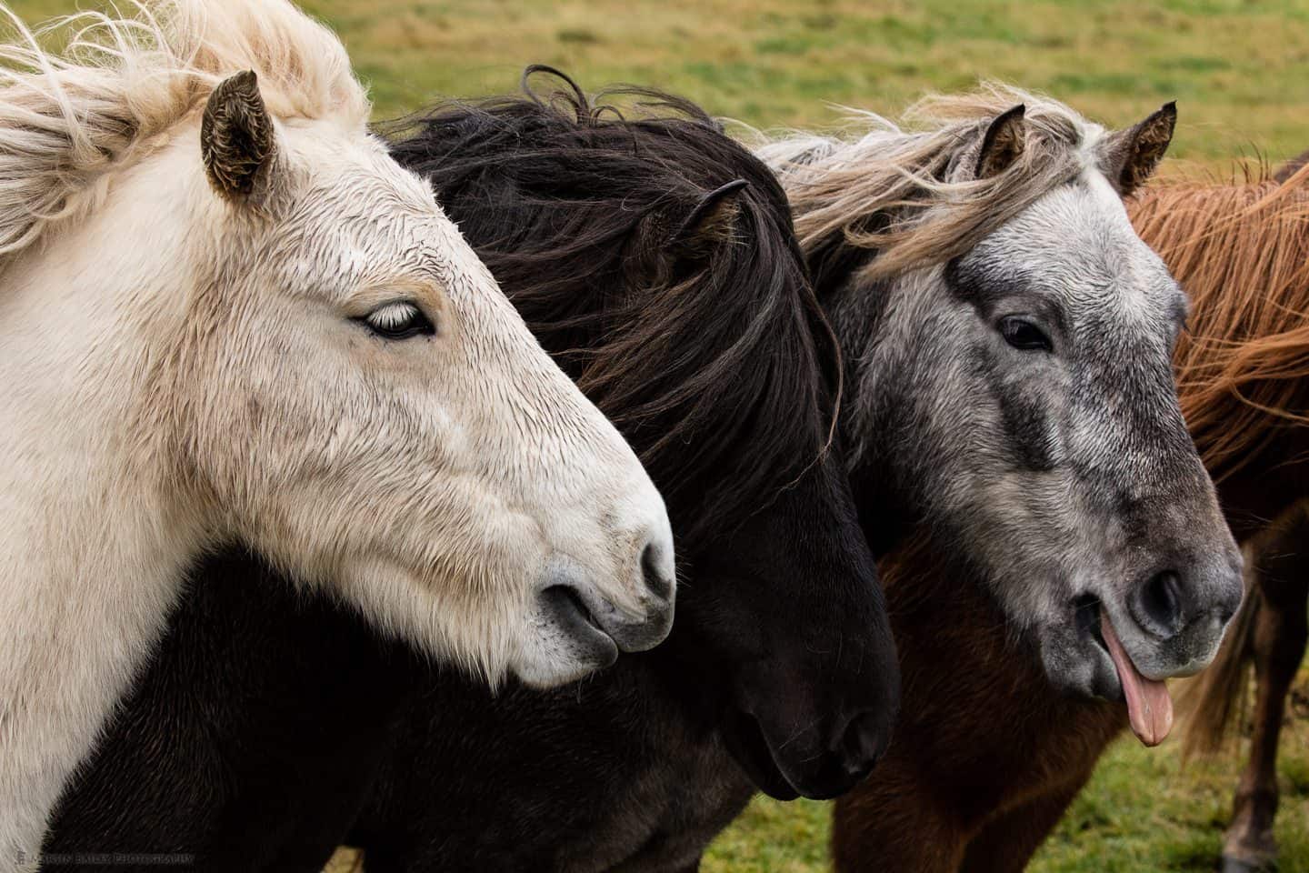 Icelandic Horse Sticking Tongue Out