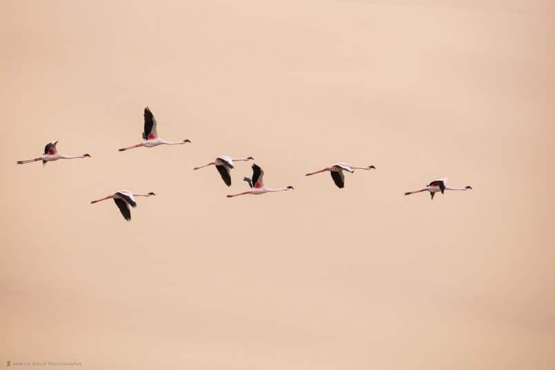 Flamingoes against Dune