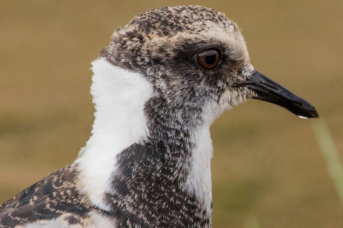 Juvenile Blacksmith Lapwing 100% Crop