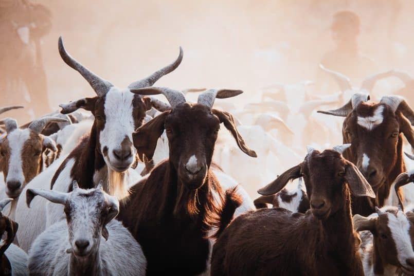 Himba Goat Herding on Breathing Color Pura Bagasse matte media