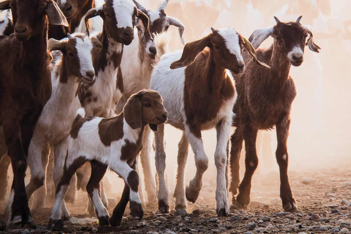 Himba Goat Herding on Breathing Color Pura Bagasse matte media