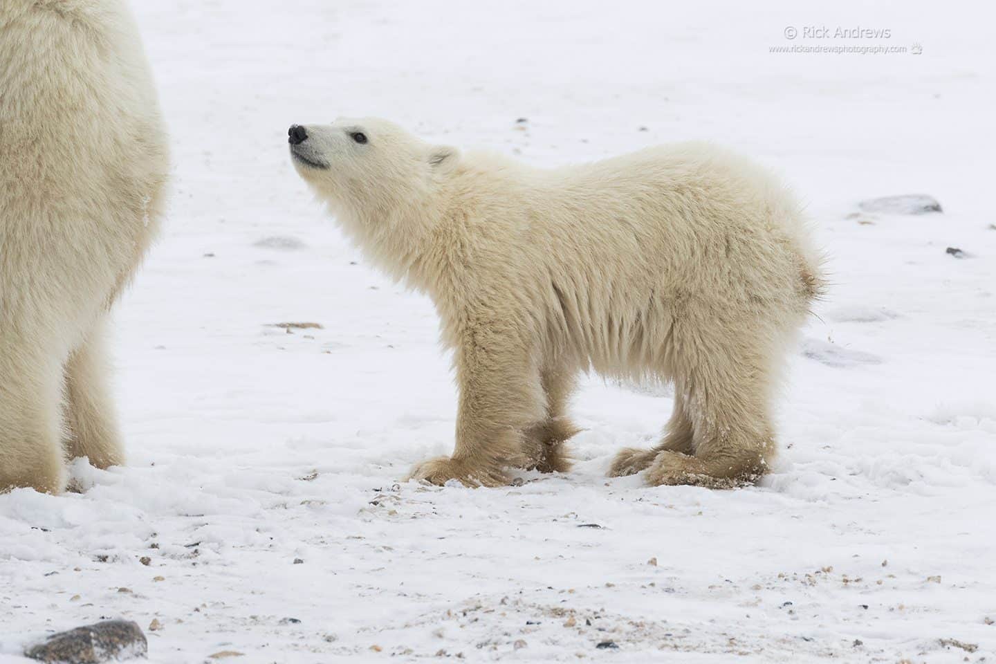 Polar Bear - Rick Andrews