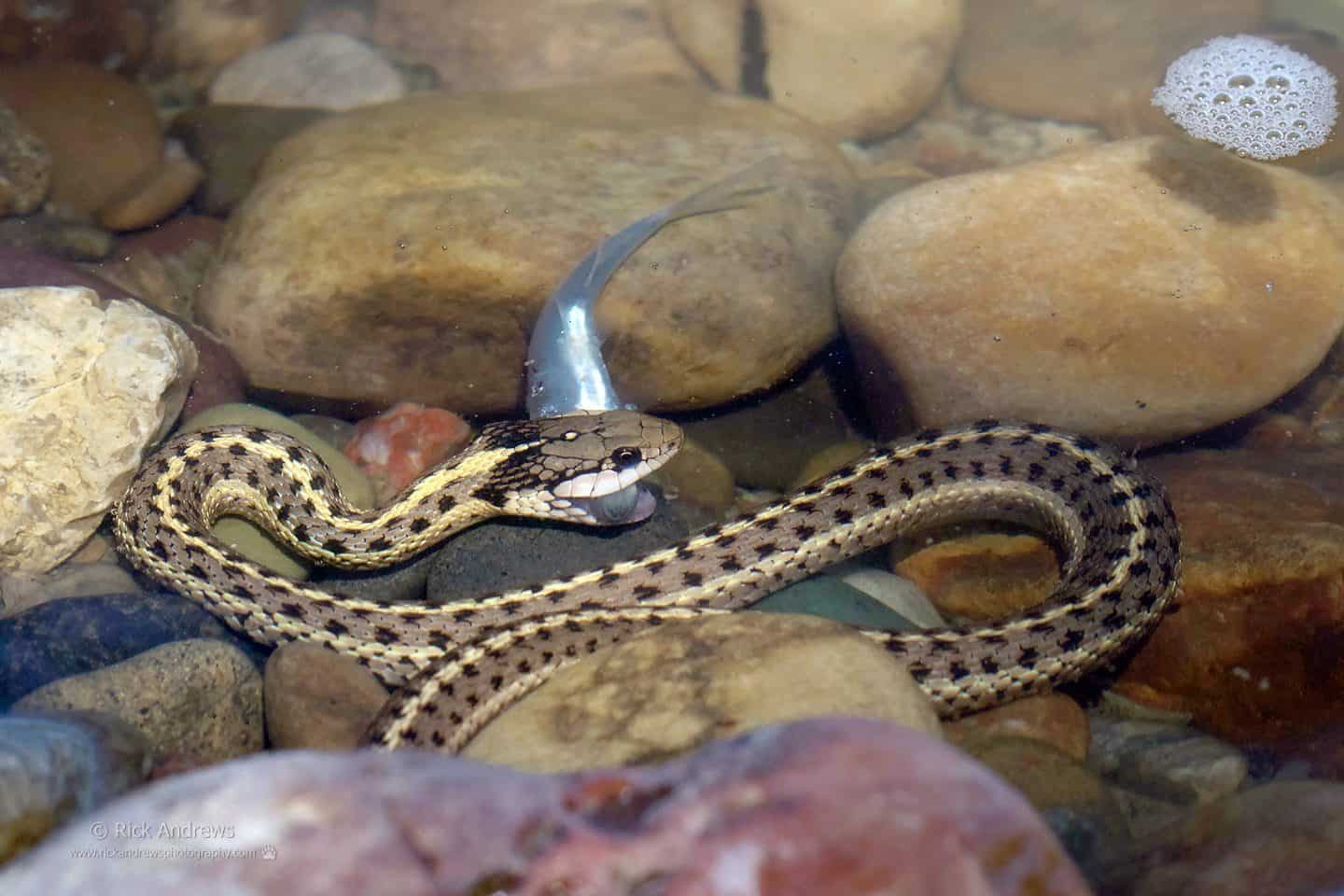 Garter Snake - Rick Andrews