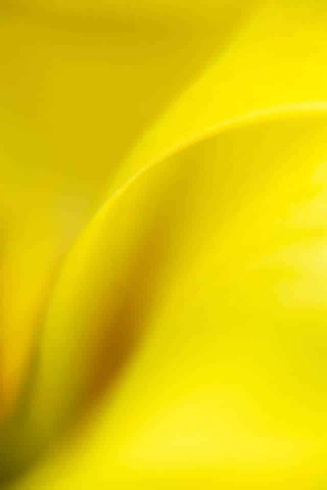 Yellow Orchid - Susanna M Euston