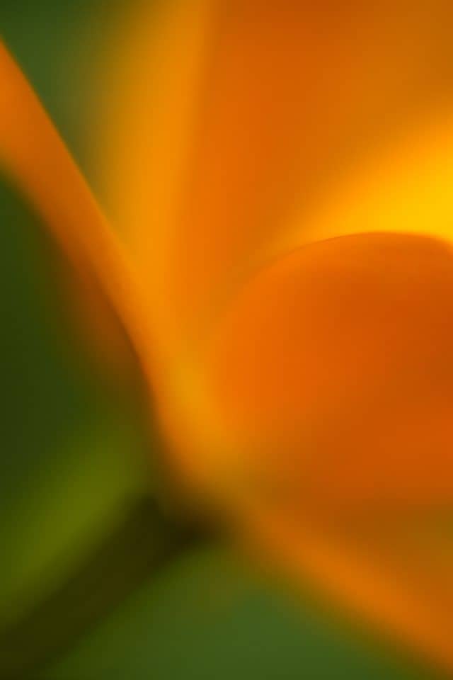 Orange Orchid - Susanna M Euston