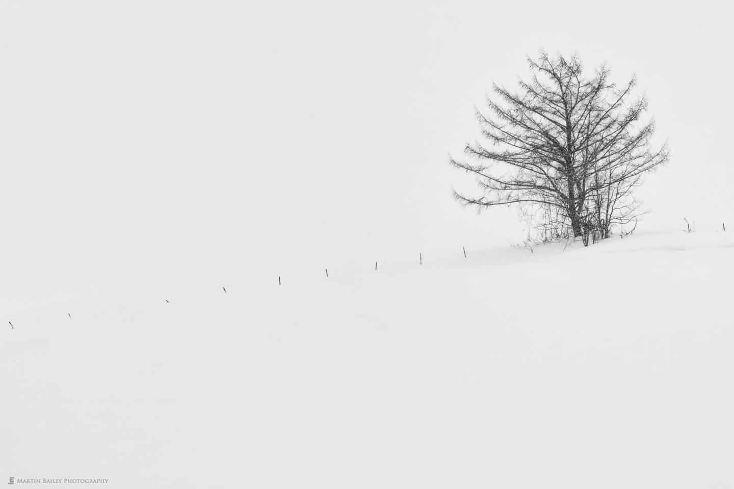 Hanazono Tree in Snow