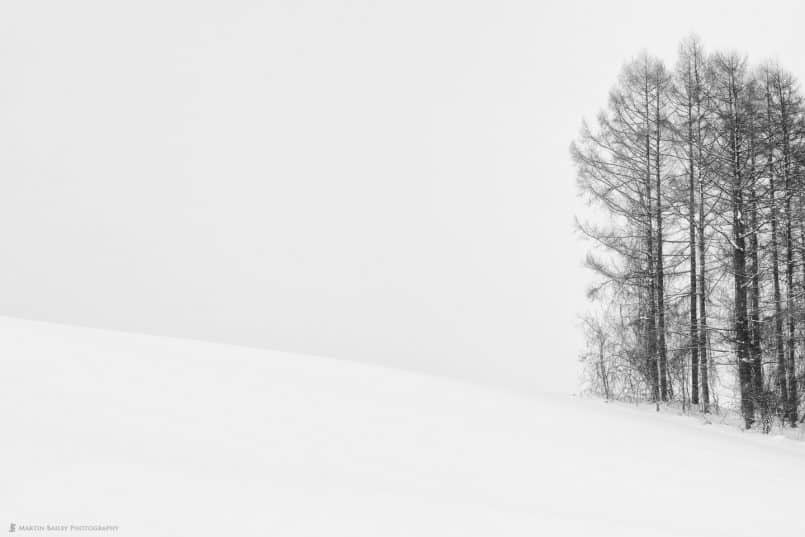 Sketched Trees