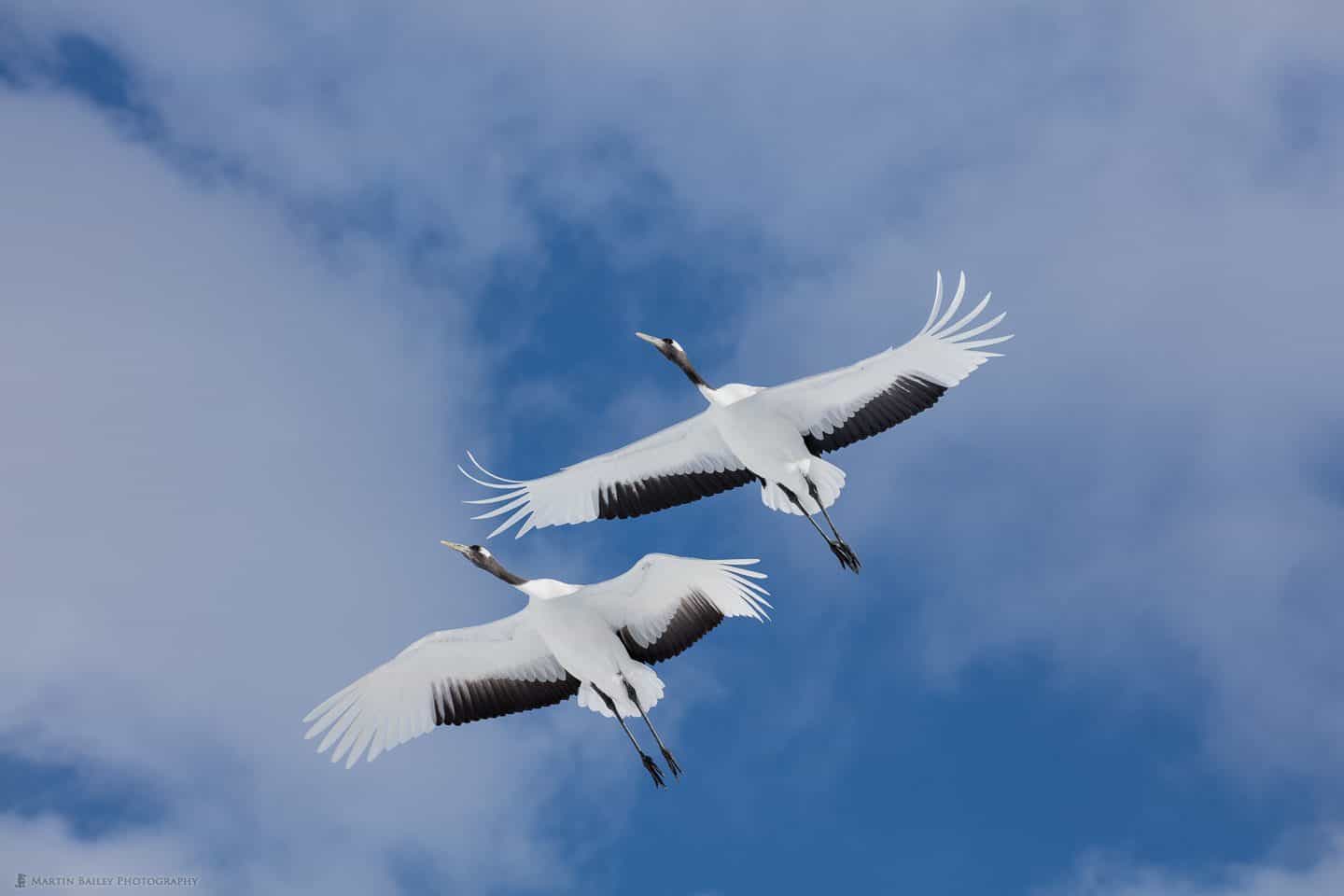 Two Cranes in Flight