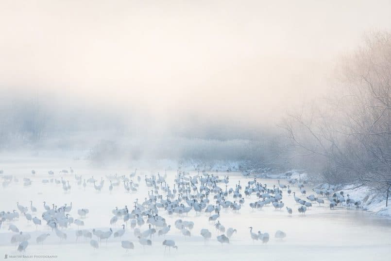 Cranes in Morning Mist