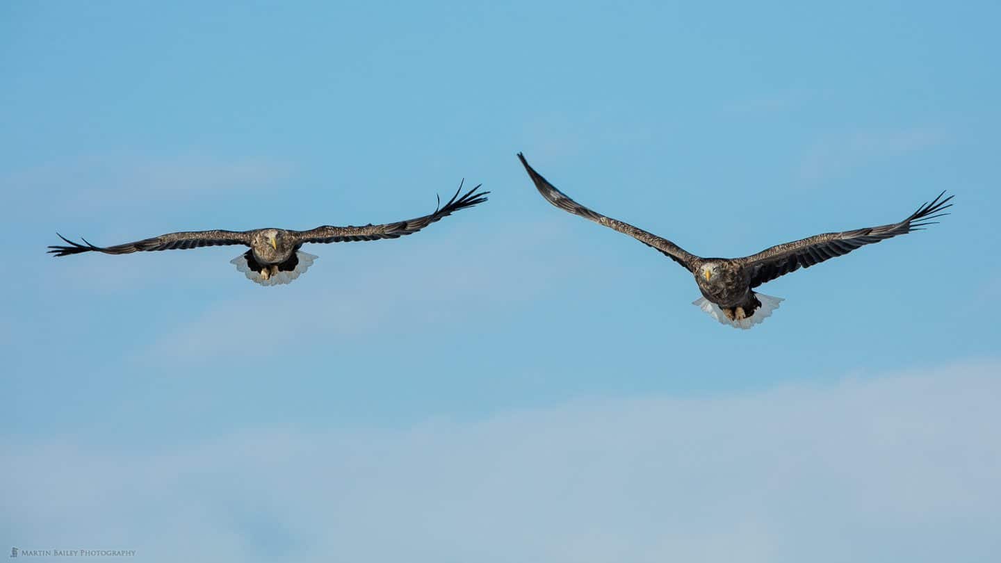 Two White-Tailed Eagles in Flight