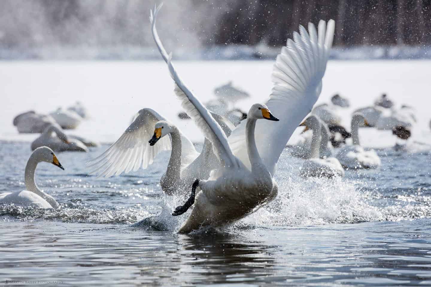 Whooper Swans Fighting