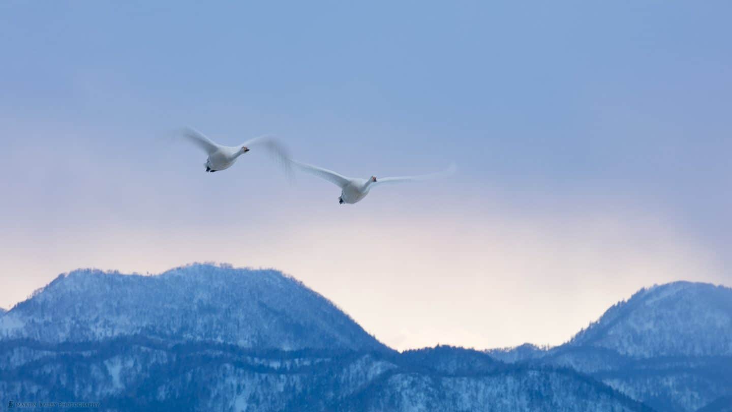 Swans at Dusk