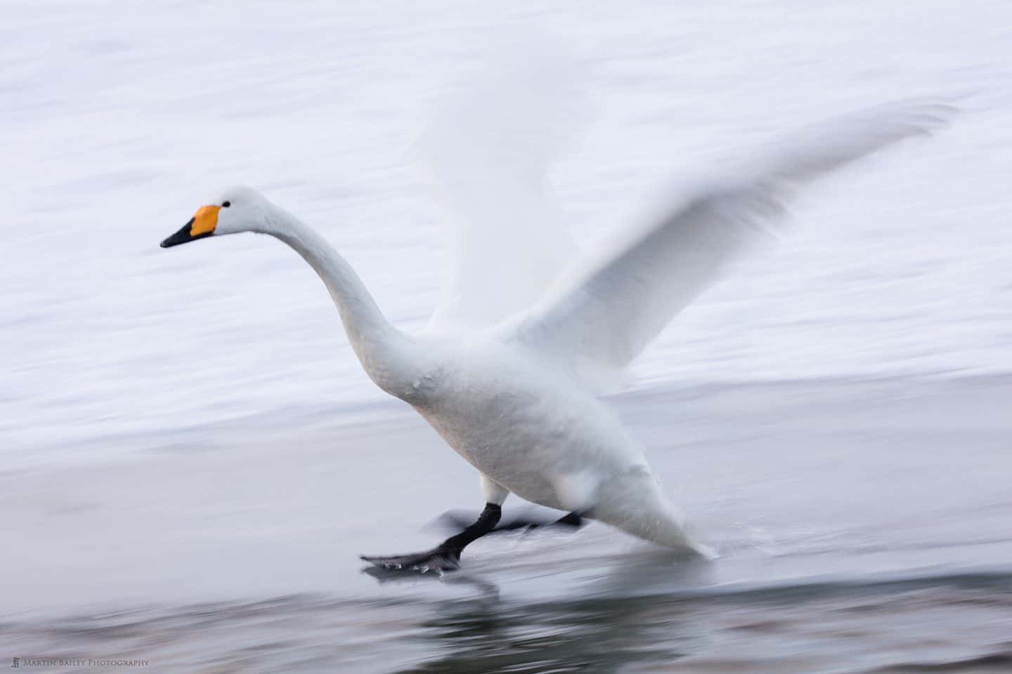 Whooper Swan Skating