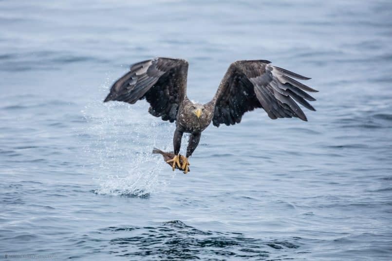 White-Tailed Eagle Catching Fish