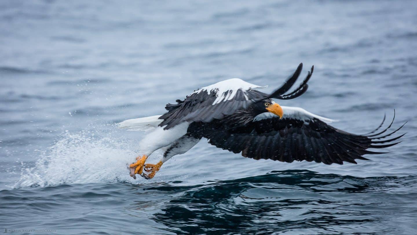 Steller's Sea Eagle Catching Fish