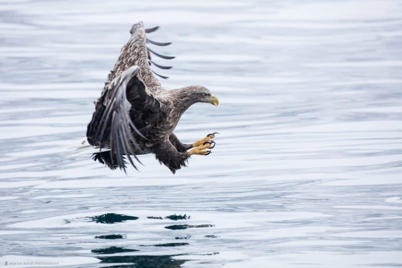 White-Tailed Eagle with Talons Ready
