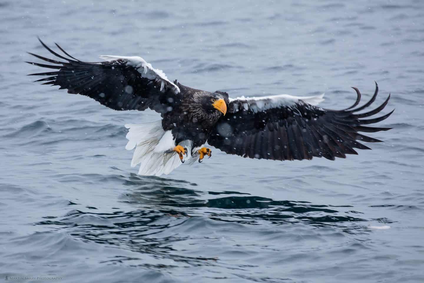 Steller's Sea Eagle Catching Fish