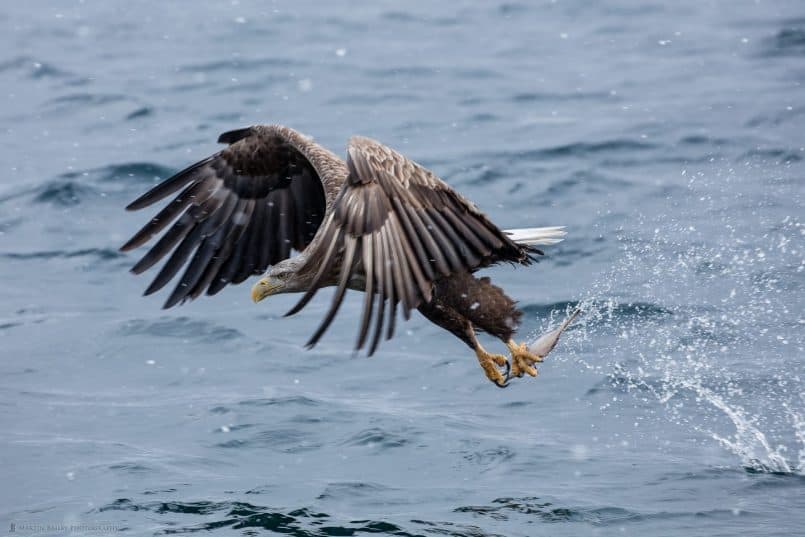 White-Tailed Eagle Catching Fish