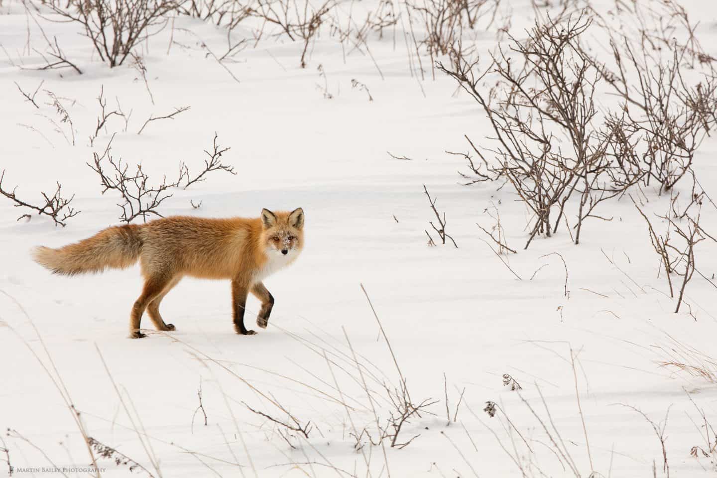 Snowy Faced Northern Red Fox