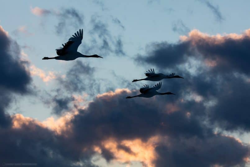 Three Cranes at Dusk