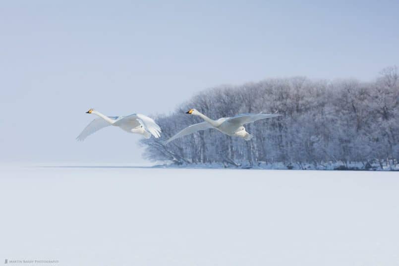 Swans' Dawn Flight