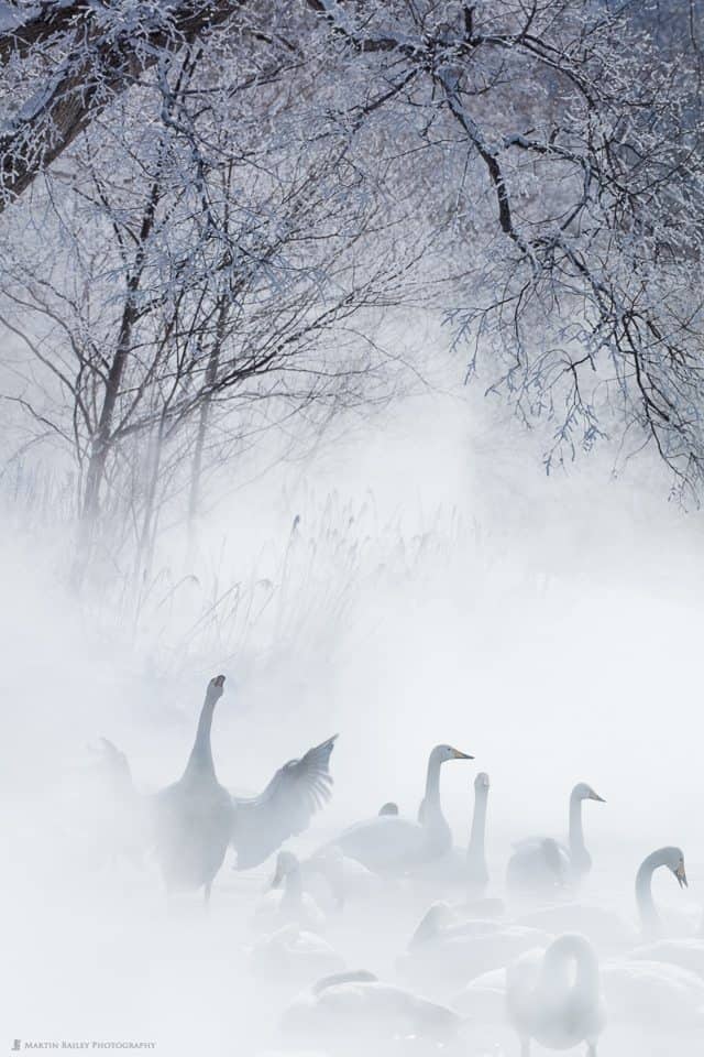 I Dreamt of Swans