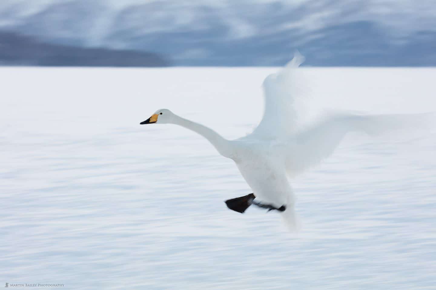 Whopper Swan in Flight