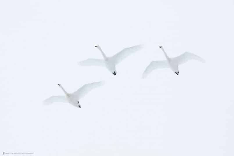 Swan Ascent